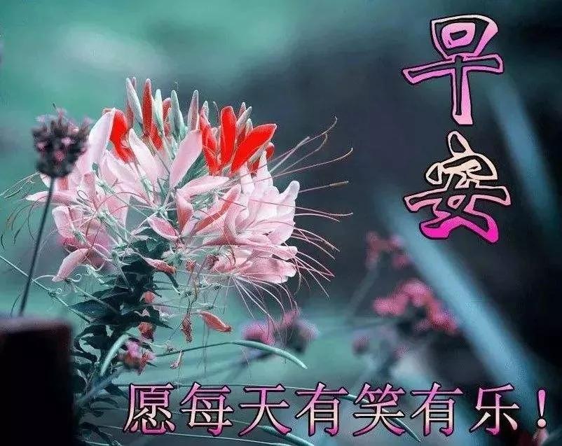 最新漂亮群发早上好图片动态表情,最美早安鲜花图片带字