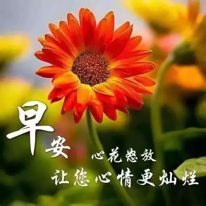 周四清晨早上好问候祝福唯美图片,微信早上祝福语暖心