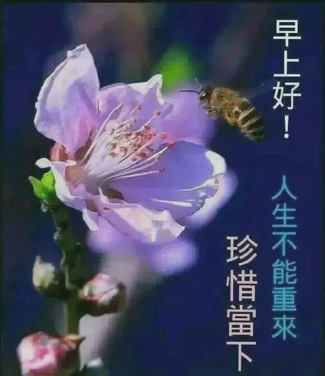 超暖心的早上好祝福语,最美早安问候表情图片带字